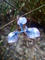 Moraea tripetala