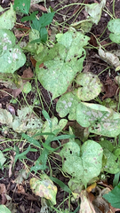 Menispermum canadense