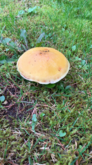 Suillus grevillei