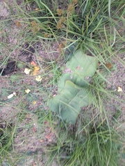 Haemanthus sanguineus