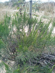 Dicerothamnus rhinocerotis