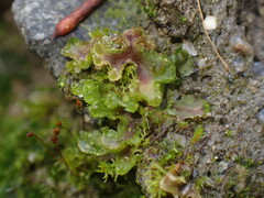 Blasia pusilla