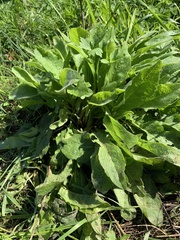 Symphytum officinale