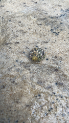 Nerita versicolor