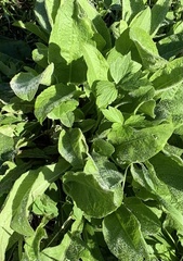 Symphytum officinale