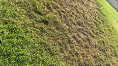 Cenchrus clandestinus