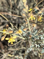 Hoffmannseggia microphylla