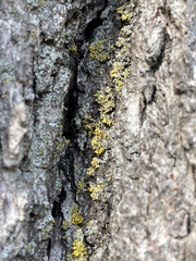 Xanthomendoza ulophyllodes