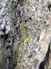 Xanthomendoza ulophyllodes