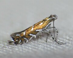 Macrosaccus robiniella
