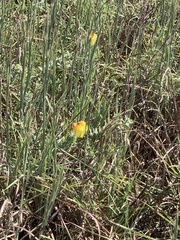 Oenothera drummondii