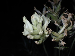 Oxytropis