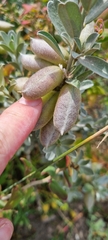 Podalyria sericea