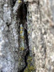 Xanthomendoza ulophyllodes