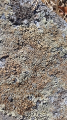 Protoparmeliopsis muralis