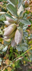 Podalyria sericea