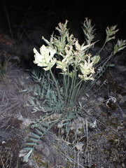 Oxytropis