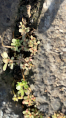 Portulaca oleracea