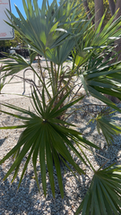 Thrinax radiata