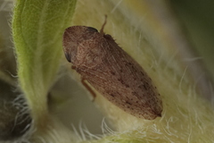 Aphrodes