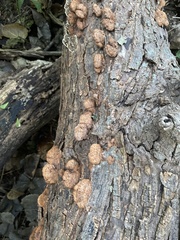 Fuscoporia