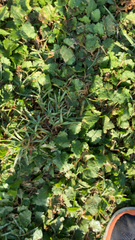 Modiola caroliniana