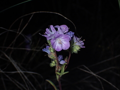 Phacelia linearis