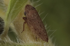 Aphrodes