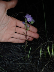 Phacelia linearis