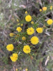 Acacia echinula