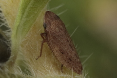 Aphrodes