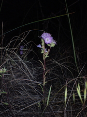 Phacelia linearis