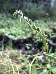 Odontites vulgaris