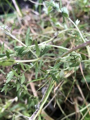 Odontites vulgaris