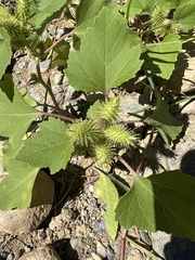 Xanthium strumarium