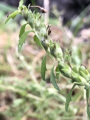 Odontites vulgaris