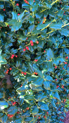 Ilex cornuta