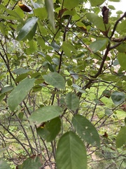 Amelanchier