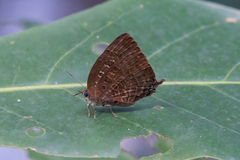 Arhopala centaurus