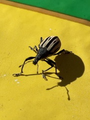 Diaprepes abbreviatus