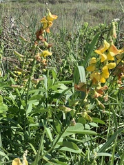 Crotalaria
