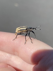 Diaprepes abbreviatus