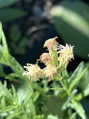 Brickellia eupatorioides