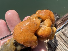 Aplidium californicum