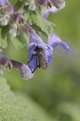 Empididae