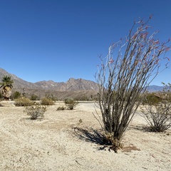 Fouquieria splendens splendens