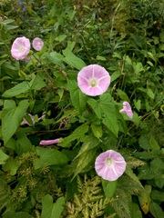 Calystegia sepium spectabilis