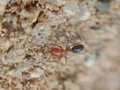 Dorymyrmex