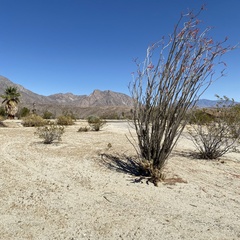Fouquieria splendens splendens