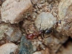 Dorymyrmex